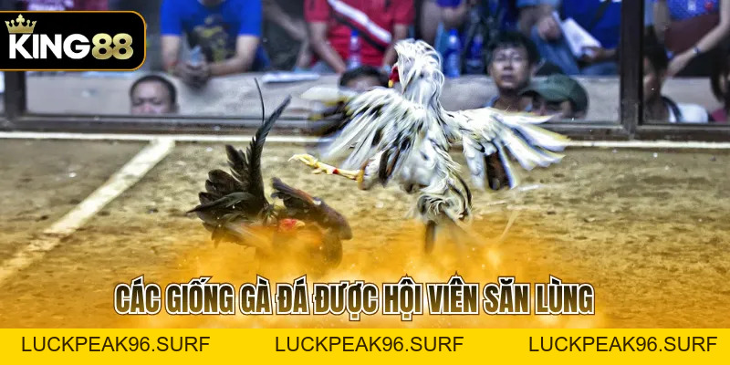 Đá Gà Thomo 368 Và Quy Định Cần Biết Trước Khi Tham Gia - luckpeak96.surf
