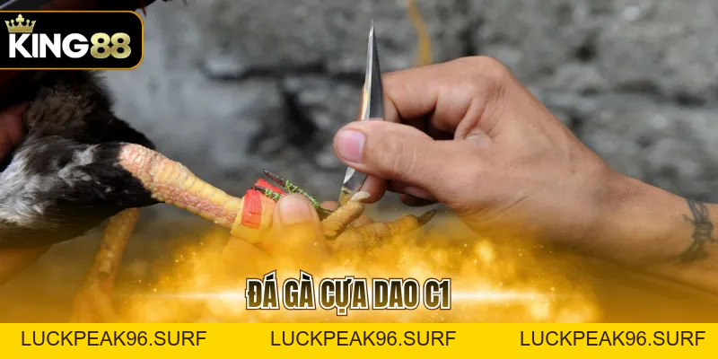 Đá Gà Cựa Dao C1 Với Các Quy Tắc Quan Trọng Cần Ghi Nhớ - luckpeak96.surf