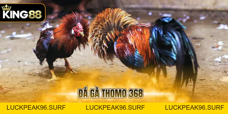 Đá Gà Thomo 368 Và Quy Định Cần Biết Trước Khi Tham Gia - luckpeak96.surf