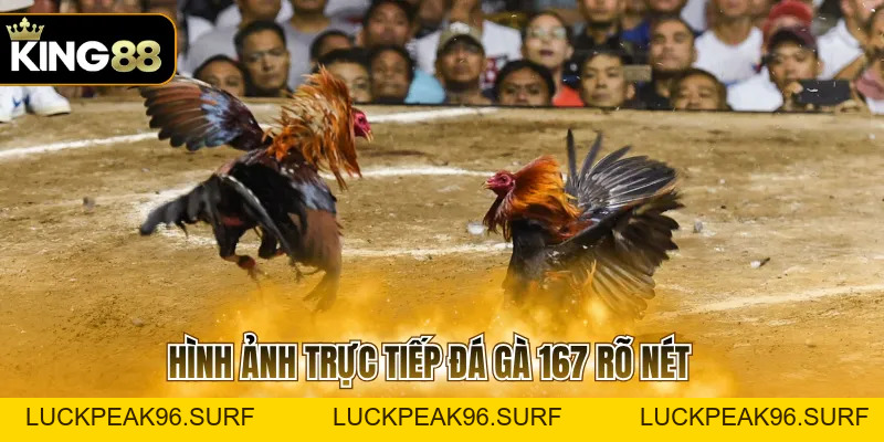 Trực Tiếp Đá Gà 167 Với 3 Mẹo Chinh Chiến Hiệu Quả - luckpeak96.surf