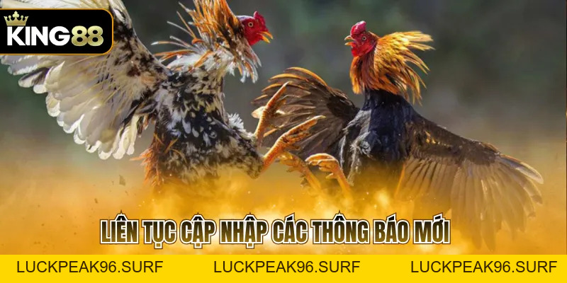 Trực Tiếp Đá Gà 167 Với 3 Mẹo Chinh Chiến Hiệu Quả - luckpeak96.surf