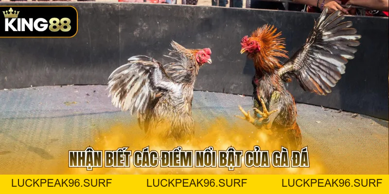 Đá Gà Thomo 368 Và Quy Định Cần Biết Trước Khi Tham Gia - luckpeak96.surf