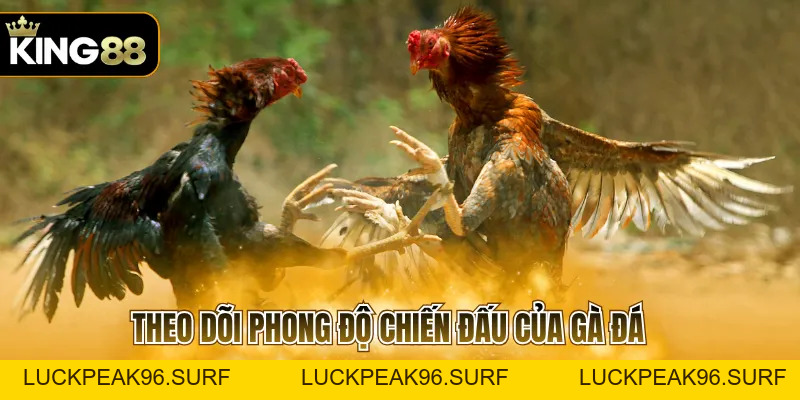 Đá Gà Cựa Dao C1 Với Các Quy Tắc Quan Trọng Cần Ghi Nhớ - luckpeak96.surf