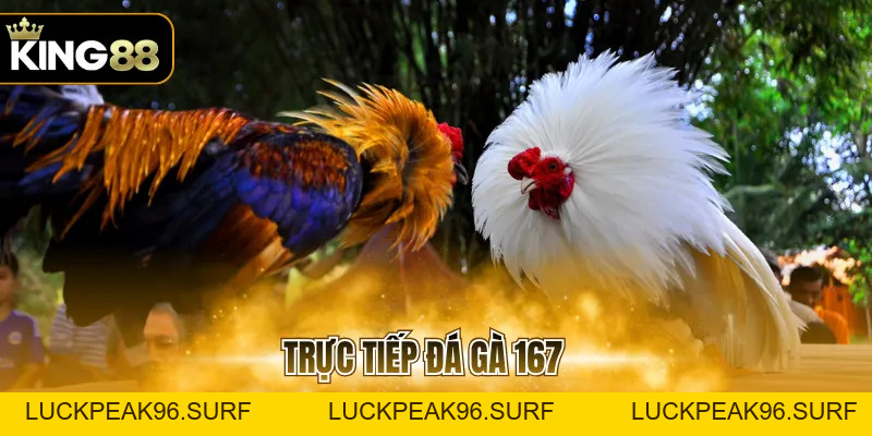 Trực Tiếp Đá Gà 167 Với 3 Mẹo Chinh Chiến Hiệu Quả - luckpeak96.surf