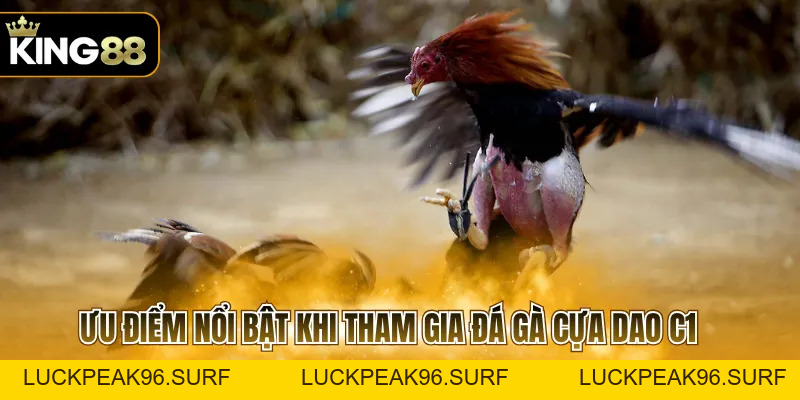 Đá Gà Cựa Dao C1 Với Các Quy Tắc Quan Trọng Cần Ghi Nhớ - luckpeak96.surf